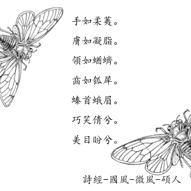 „Die Zähn‘ ein Kürbiskernbereich“(chi ru huxi 齒如瓠犀)